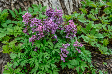 Hollowroot (Corydalis cava). Purple corydalis flowers in forest on early spring