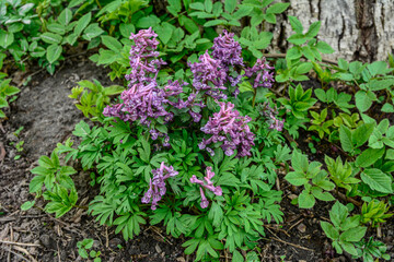 Hollowroot (Corydalis cava). Purple corydalis flowers in forest on early spring
