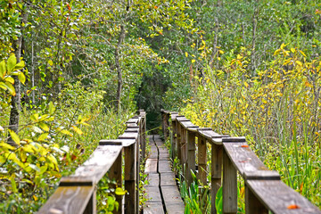 Wooden bridge through the forest along a hiking trail in Orlando area of central Florida. 