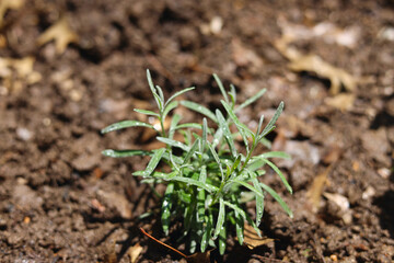 Green lavender sprigs on brown dirt in home garden