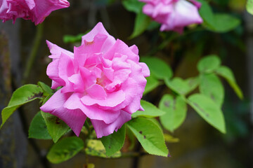 pink rose bush