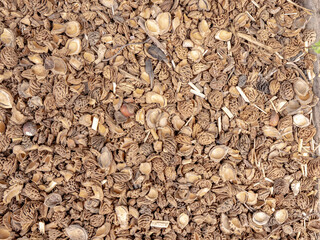 Paillage naturel de fruits à coque et de noyaux pour couvrir le sol du potager et du jardin -...