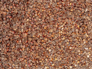 Cosses de Sarrasin - paillage pour couvrir le sol du potager et du jardin - texture et arrière-plan