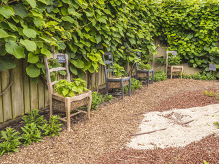 Jolie jardin original avec culture de poivrons plantés dans des anciennes chaises en bois