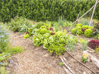Nombreuses laitues et salades cultivées dans un jardin biologique en permaculture - culture en lasagnes - obrazy, fototapety, plakaty