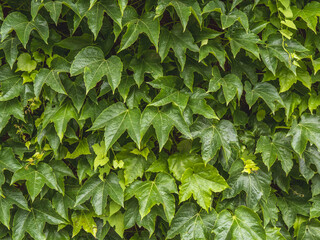 Mur végétal composé de lierre - fond végatal vert