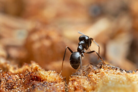Rear view of jet black ant, Lasius fuliginosus