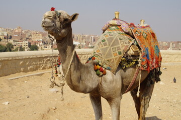 camels in the desert