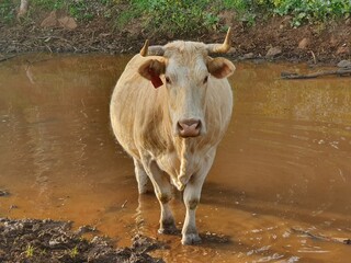 A white bull stands in the water