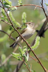 Phylloscopus trochilus. Willow Warbler close-up in the north of Russia