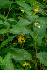 Flower closeup of a touch-me-not balsam (Impatiens noli-tangere) green leaves