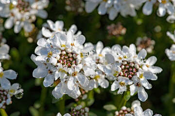 Fleur d'Ibéris corbeille d'argent