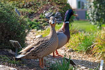 Couple de canards en balade