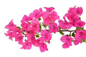 Pink Bougainvillea flower isolated on white background. - obrazy, fototapety, plakaty