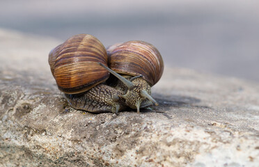 Two grape snails (Helix pomatia) move closely pressed together.Close-up of brown snails crawling along the road. Selective focus. Copy space.
