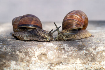Two grape snails (Helix pomatia) are moving towards each other. Close-up of brown snails crawling...
