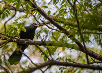 Asian Koel hidden in a tree