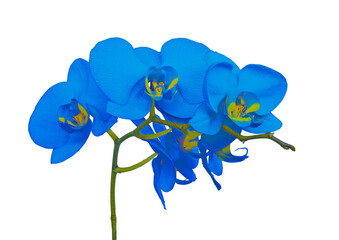 Fototapeta na wymiar Blue blooming orchid flower