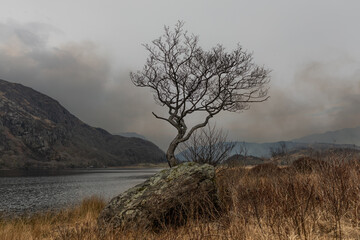 Fototapeta na wymiar Lone Tree at Llyn Dinas, Snowdonia, North Wales