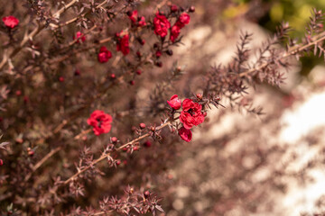 red flowers in the garden