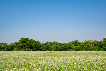 Beautiful buckwheat flower fields spread out widely