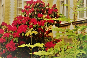 Fototapeta na wymiar Grüne Blattpflanzen und roter Rhododendron-Busch im garten vor altem gelbem Backsteinhaus im Frühling 