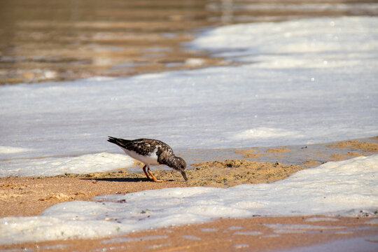 seagull on the beach in Portugal