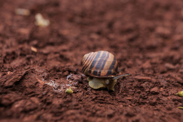 The snail crawls on the red earth after the rain. Snail on the ground in its natural habitat, snail shell cracked.