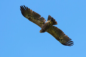 Lesser Spotted eagle Clanga pomarina - close up, bird in flight, blue sky natural background 
