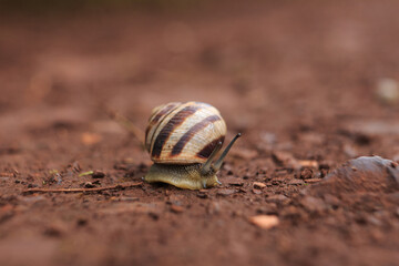 The snail crawls on the red earth after the rain. Snail on the ground in its natural habitat, snail shell cracked.