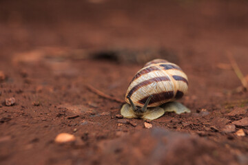 The snail crawls on the red earth after the rain. Snail on the ground in its natural habitat, snail shell cracked.