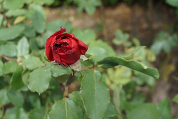 Rote Rose mit grünen Blättern im Garten im Frühling 