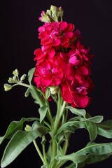 Beautiful background with red matthiola, Matthiola Incana