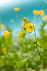 Obraz premium buttercup flowers