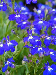 Lobelia erinus | Edging lobelia or garden lobelia with creeping dark blue flowers in loose panicles on slender stems and broad and oval basal leaves with toothed margins