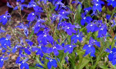 Lobelia erinus | Edging lobelia or garden lobelia with creeping dark blue flowers in loose panicles on slender stems and broad and oval basal leaves with toothed margins - obrazy, fototapety, plakaty