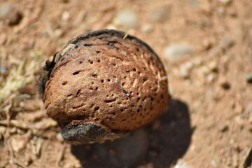 Almendar sobre el suelo