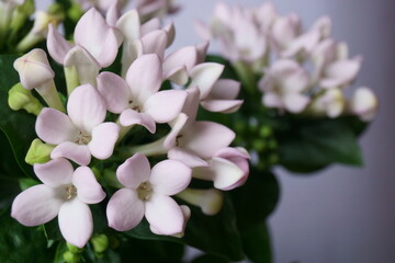 Beautiful background with white bouvardia; Bouvardia longiflora