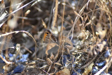 mariposa lobito jaspeado (pyronia cecilia) entre los matorrales