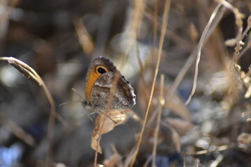 mariposa lobito jaspeado (pyronia cecilia) entre los matorrales
