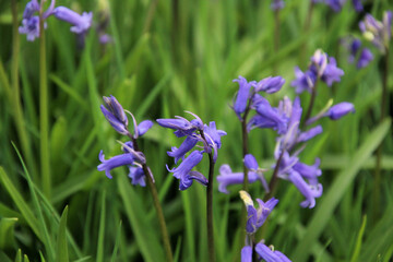 A close up of a Bluebell