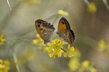mariposas lobito jaspeado (pyronia cecilia) sobre flor amarilla de retama con fondo difuminado (macro)