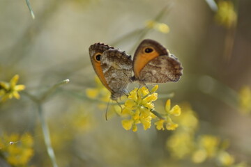 mariposas lobito jaspeado (pyronia cecilia) sobre flor amarilla de retama con fondo difuminado (macro)