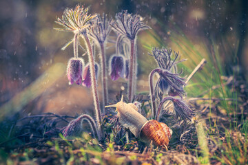 Spring flowering plant Anemone patens and Helix pomatia or Roman edible snail in spring forest, close-up. Selective focus