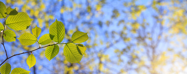 Spring landscape, background, banner - view of the hazel leaves on the branch in the deciduous forest on a sunny day, close up, with space for text