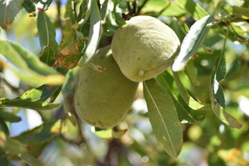 Almendras verdes en el árbol