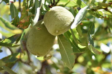 Almendras verdes en el árbol