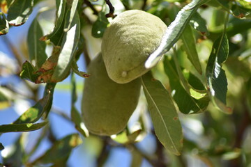 Almendras verdes en el árbol