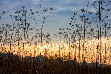 Morning summer landscape - view of the grass in the rays of the dawn sun