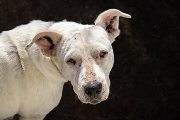 closeup of and old dog in the park